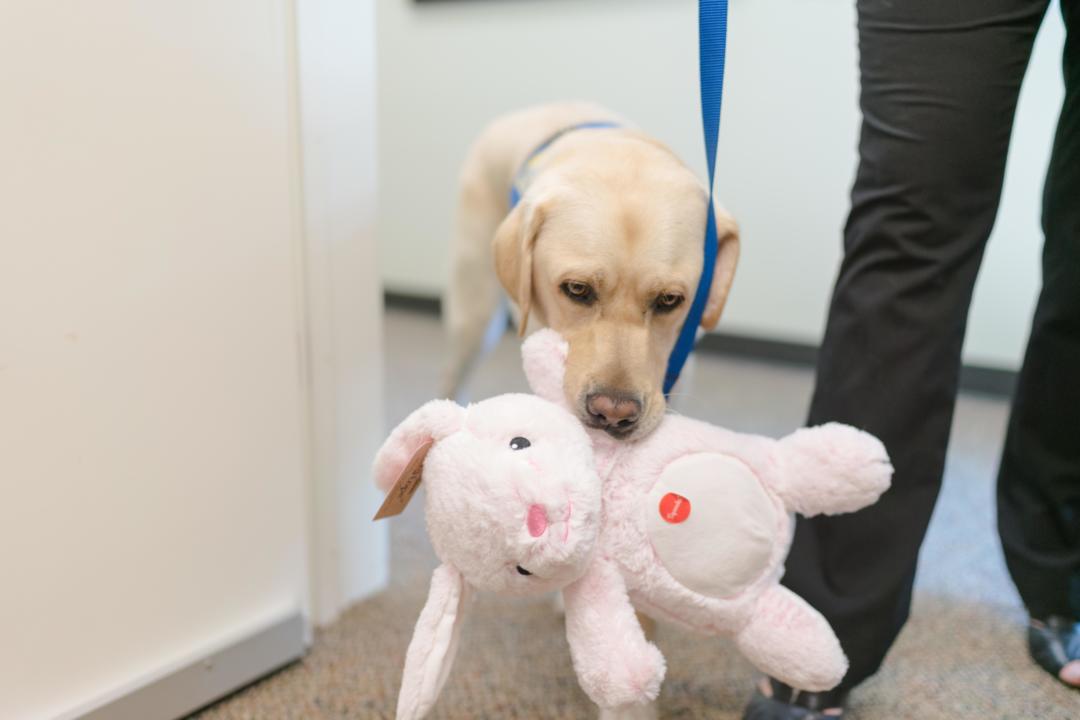 Scotty’s House - Paws for Hope