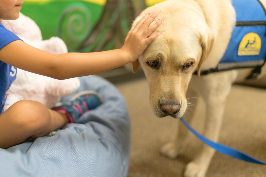 Scotty’s House - Paws for Hope